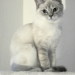 Lucy, Pflegekitten von 2006