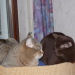 Nico und Becky schauen sich verli...