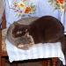Nico und Becky, sogar beim Schlaf...