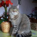 Nico liebt Blumen