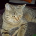 Frodo, Aimees Sohn, mit 7 Monaten